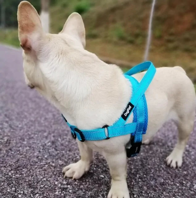 Adjustable Dog Harness : Front & Back D-Rings for Training & Safety