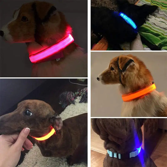 Bright LED Lights & Adjustable Size: The Essential LED Dog Collar